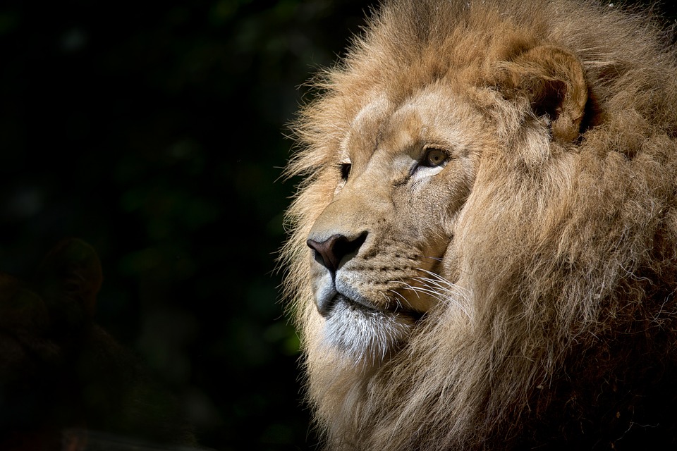 lion of judah