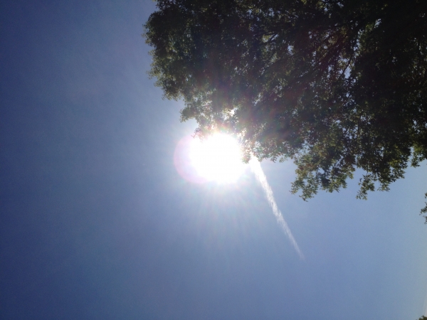 sun and tree
